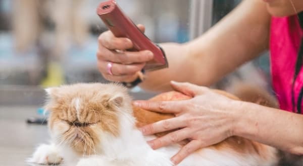Persian cat being groomed with clippers at a pet salon